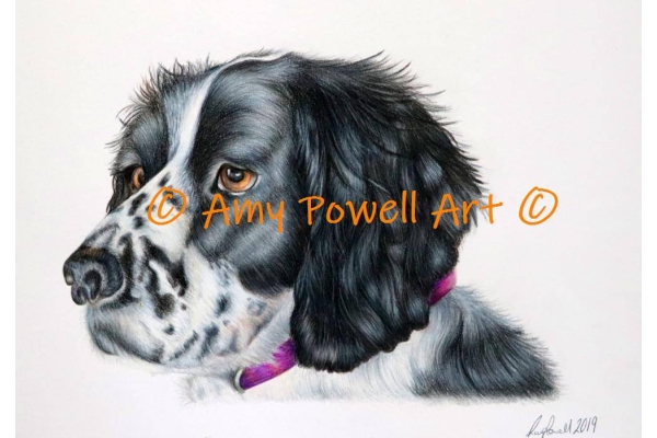 Black & White Spaniel