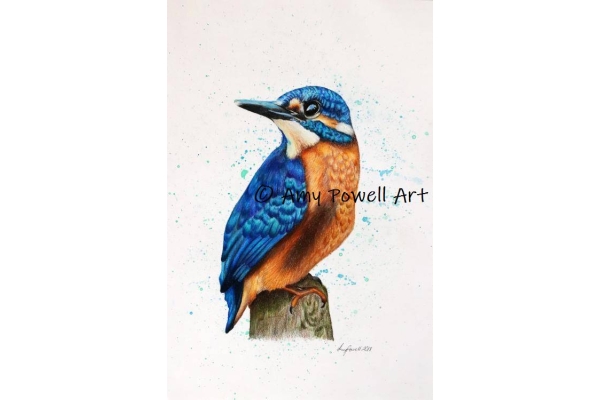 Kingfisher