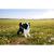 Glass Border Collie - view 4