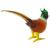 Glass Pheasant - view 2