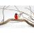 Glass Robin - view 3