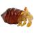 Glass Hermit Crab - view 3