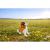 Glass Springer Spaniel - view 4