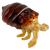 Glass Hermit Crab - view 1